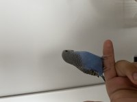 Sahiplendirme erkek yavru ele alışkın muhabbet kuşu