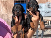 Doberman yavruları