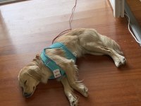 Eğitimli 1 yaşında küçük ırk köpeğimiz