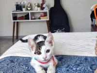 3 aylık yavru kedimiz