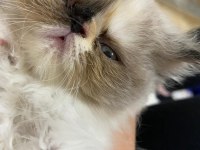 2 Aylık Dişi Persian Eğitimleri Tam Mükemmel Yüz Hattı