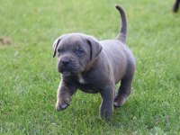 Heybetli Üst Kalite Cane Corso Yavrular