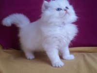British longhair beyaz mavi gözlü
