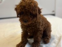 TOY POODLE YAVRULARI YENİ YUVALARINI BEKLİYOR