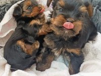 Terrier yorkshire