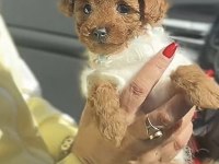 Toy Poodle Hazır Ve Rezerveye Açık Yavrular