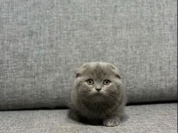 Sağlıklı british shorthair yavrular