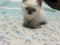45 GÜNLÜK BLUE POİNT KEDİMİZ