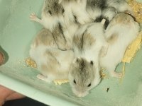DWARF RENK GÜZELLERİ HAMSTER