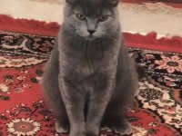 Kızandaki dişi kedime acil eş
