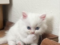 British longhair bebeklerimiz yeni yuvalarını arıyor