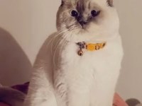 British Blue Point