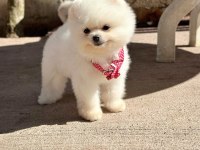 Oyuncu Karakterli Pomeranian Boo Yavrularımız