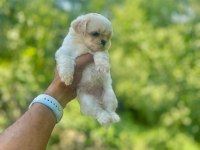 Korea Teacup Maltese Yavrularımız