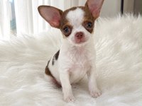 WC eğitimli mini boy chihuahua