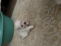 Korekan Maltese Terrier