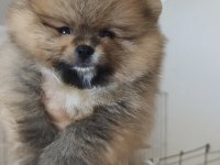 Pomeranian köpeği