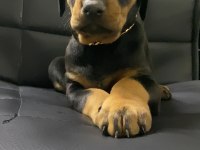 A kalite Doberman bebekler