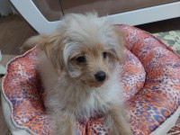 Çok akıllı köpeğimiz