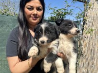 Zeka küpü border collie yavrularım