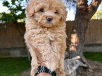 Sağlık Ve Irk Garantili Maltipoo Yavrularımız