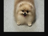 Pomeranian boo 1 yaşında