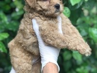 POODLE AYARINDA MALTİPOO BEBEKLER