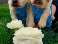 Bebek Yüzlü Golden Retriever Yavrularım