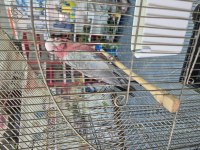 Evcil gül kakadu 9 aylık