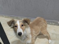 3.5 aylık rough collie lessie yavrularım