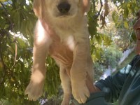 Golden retriever yavrularımız