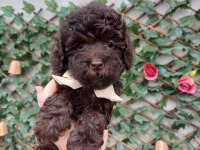 Çikolata toy poodle nadir renk