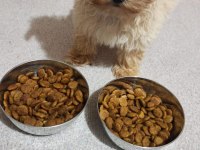 Aşıları yapılmıştır maltipoo