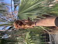 Irk Ve Sağlık Garantili Poodle bebekler