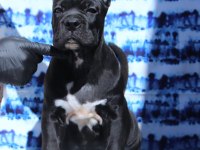 Fcı-Kıf Secereli Safkan Cane Corso Yavrular
