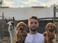 Ruhsatlı Çiftliğimizden Dev Poodle Yavruları