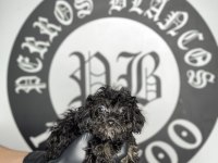 Irk garantili toy poodle yavruları