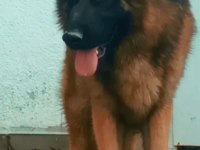 Safkan alman çoban köpeği