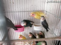 Yavru sevda papağanları
