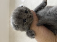 Scottish Fold ve British yavrular