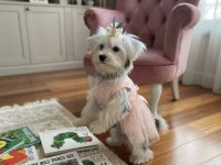 Dünyalar güzeli prenses köpeğimiz