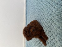Muhteşem yüz renk ve tüy kalitesine sahip poodle bebekler