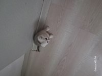 Scottish fold yavrumuz yeni yuvaya gitmeye hazır