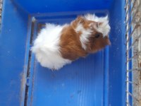 Guinea pig yavruları 1 aylık