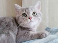 6 aylık kedimi sahiplendiriyorum british shorthair