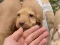 Cocker yavrularımız teslime hazır