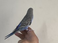 BEBEK MUHABBET KUŞU YENİ YEME DÜŞTÜ