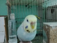 Ele alışık aşırı kızgın damızlık dişi muhabbet kuşu