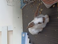 2 aylık kırma lop tavşanı