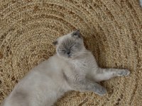 Blue point british shorthair